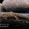 Spanischer Rippenmolch, Pleurodeles Waltl -Zoofachgeschäft Spanischer Rippenmolch Pleurodeles waltl 1