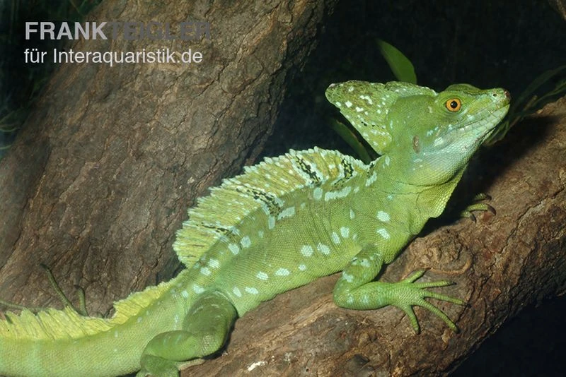 Stirnlappenbasilisk, Basiliscus Plumifrons 3 Stirnlappenbasilisk, Basiliscus Plumifrons