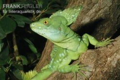 Zoofachgeschäft -Zoofachgeschäft Stirnlappenbasilisk Basiliscus plumifrons 2