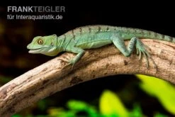 Stirnlappenbasilisk, Basiliscus Plumifrons 7 Stirnlappenbasilisk, Basiliscus Plumifrons -Zoofachgeschäft Stirnlappenbasilisk Basiliscus plumifrons 3
