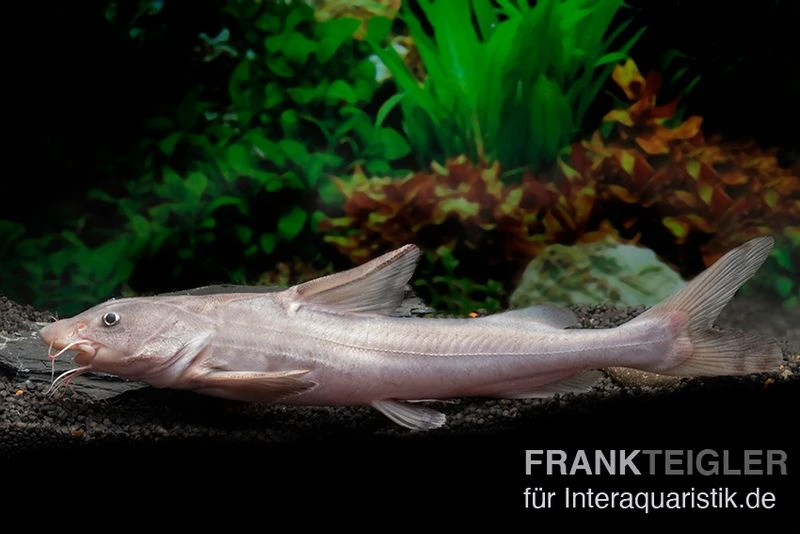 Süßwasserhai, Hemiarius Stormii 3 Süßwasserhai, Hemiarius Stormii