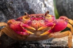 Lila Süßwasserkrabbe, Globithelphusa "indian Lilac" 17 Lila Süßwasserkrabbe, Globithelphusa "indian Lilac" -Zoofachgeschäft Suesswasserkrabbe Globithelphusa indian lilac n3