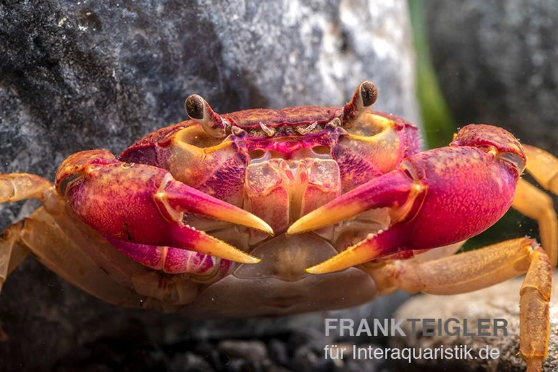 Lila Süßwasserkrabbe, Globithelphusa "indian Lilac" 8 Lila Süßwasserkrabbe, Globithelphusa "indian Lilac" – Bild 6