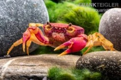 Lila Süßwasserkrabbe, Globithelphusa "indian Lilac" 14 Lila Süßwasserkrabbe, Globithelphusa "indian Lilac" -Zoofachgeschäft Suesswasserkrabbe Globithelphusa indian lilac n4