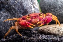 Lila Süßwasserkrabbe, Globithelphusa "indian Lilac" 16 Lila Süßwasserkrabbe, Globithelphusa "indian Lilac" -Zoofachgeschäft Suesswasserkrabbe Globithelphusa indian lilac n5