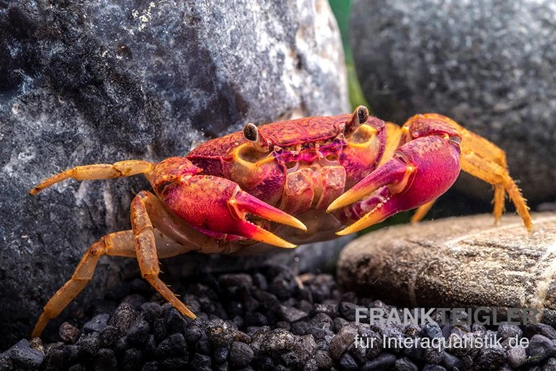Lila Süßwasserkrabbe, Globithelphusa "indian Lilac" 7 Lila Süßwasserkrabbe, Globithelphusa "indian Lilac" – Bild 5