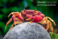 Lila Süßwasserkrabbe, Globithelphusa "indian Lilac" 18 Lila Süßwasserkrabbe, Globithelphusa "indian Lilac" -Zoofachgeschäft Suesswasserkrabbe Globithelphusa indian lilac n6