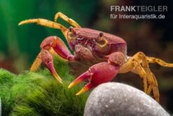 Lila Süßwasserkrabbe, Globithelphusa "indian Lilac" 15 Lila Süßwasserkrabbe, Globithelphusa "indian Lilac" -Zoofachgeschäft Suesswasserkrabbe Globithelphusa indian lilac n7