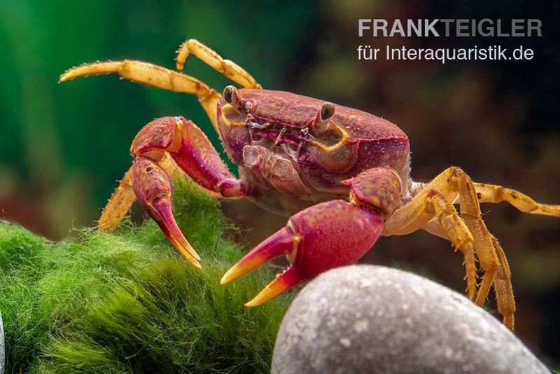 Lila Süßwasserkrabbe, Globithelphusa "indian Lilac" 6 Lila Süßwasserkrabbe, Globithelphusa "indian Lilac" – Bild 4