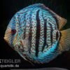 Diskusfisch ASIA-NZ, Symphysodon Discus Red Spotted Green -Zoofachgeschäft Symphysodon aequifasciatus Red Spotted Green 4