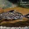Vielpunkt-Kuckuckswels, Synodontis Multipunctatus 1 Vielpunkt-Kuckuckswels, Synodontis Multipunctatus -Zoofachgeschäft Synodontis multipunctatus