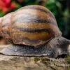 Tiger-Achatschnecke, Achatina Achatina -Zoofachgeschäft Tiger Achatschnecke Achatina achatina neu 1