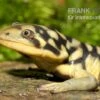 Tigersalamander, Ambystoma Tigrinum Tigrinum -Zoofachgeschäft Tigersalamander Ambystoma tigrinum tigrinum2