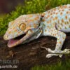 Tokeh, Gekko Gecko -Zoofachgeschäft Tokeh Gekko gecko 1
