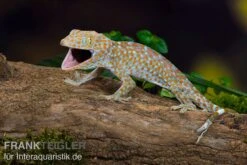 Tokeh, Gekko Gecko 7 Tokeh, Gekko Gecko -Zoofachgeschäft Tokeh Gekko gecko 3