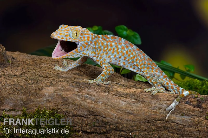 Tokeh, Gekko Gecko 5 Tokeh, Gekko Gecko – Bild 3