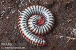 Regenbogentausendfüßer, Tonkinbolus Dollfusi -Zoofachgeschäft Tonkinbolus dollfusi 10