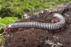 Regenbogentausendfüßer, Tonkinbolus Dollfusi -Zoofachgeschäft Tonkinbolus dollfusi 16