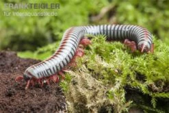 Regenbogentausendfüßer, Tonkinbolus Dollfusi -Zoofachgeschäft Tonkinbolus dollfusi 19