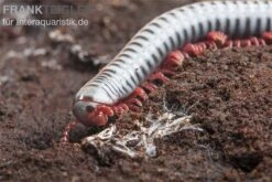 Regenbogentausendfüßer, Tonkinbolus Dollfusi -Zoofachgeschäft Tonkinbolus dollfusi 20