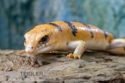 Zoofachgeschäft -Zoofachgeschäft Tunesischer Nachtskink Scincopus fasciatus 2