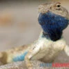 Wüstenagame, Agama Mutabilis -Zoofachgeschäft Wuestenagame Agama mutabilis neu farbe jpg