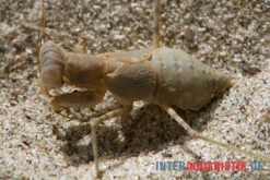 Wüstenmantis, Eremiaphila Nilotica -Zoofachgeschäft Wuestenmantis Eremiaphila nilotica 3