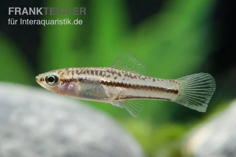 Zwergschwertträger, Xiphophorus Pygmaeus 4 Zwergschwertträger, Xiphophorus Pygmaeus – Bild 2