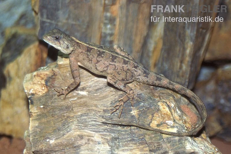 Zwergagame, Agama Persimilis 3 Zwergagame, Agama Persimilis