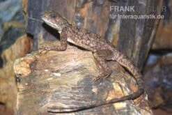 Zwergagame, Agama Persimilis 5 Zwergagame, Agama Persimilis -Zoofachgeschäft Zwergagame Agama persimilis 2