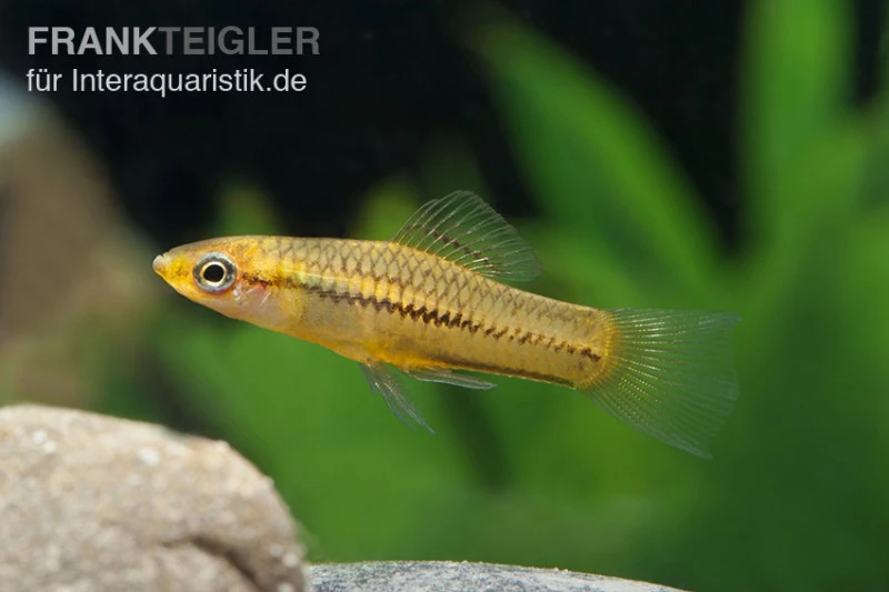 Zwergschwertträger, Xiphophorus Pygmaeus 3 Zwergschwertträger, Xiphophorus Pygmaeus