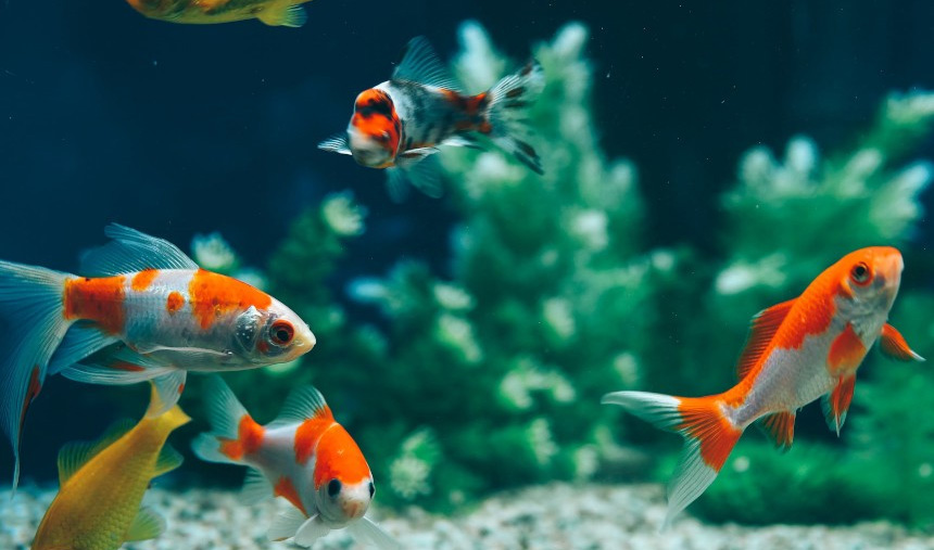 Zoofachgeschäft -Zoofachgeschäft 1